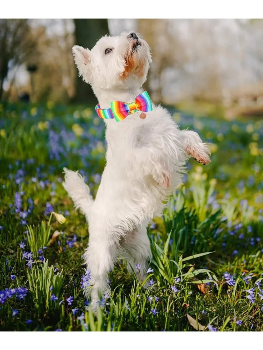 Adjustable Rainbow Dog Collar with Bow Tie - Perfect for LGBT Pride Month, All